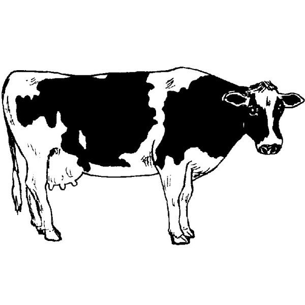 E 786 Holstein Cow