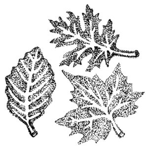 G 2391 3 Leaf Set