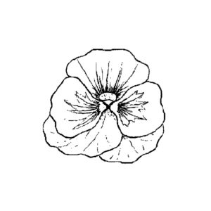 A 28 - Small Pansy