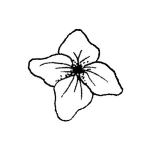 BIT 49 - Tiny Flower