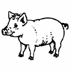 BIT 124 Pig