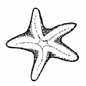 BIT 22 Starfish