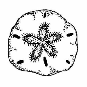 BIT 23 Sand Dollar