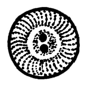 BIT 193 Ribbed Button