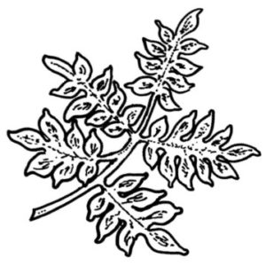 C 2168 Veronica Fern