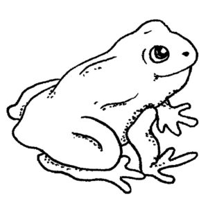 C 10 Frog