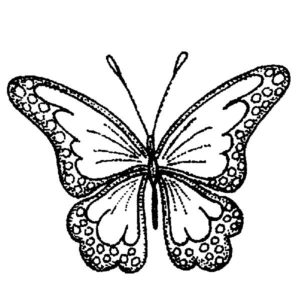 D 2172 Starburst Butterfly