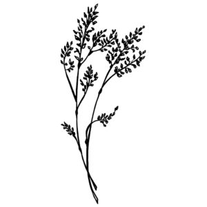 E 2342 Japanese Grass