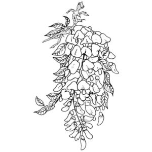 E 240 Wisteria