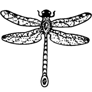 E 101 Dragonfly