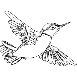 E 697 Fancy Hummingbird Right