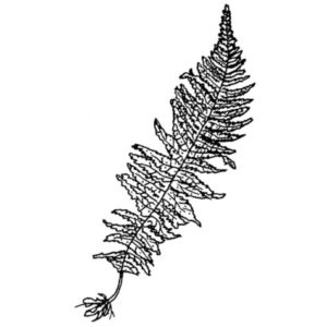 F 477 Fern Left