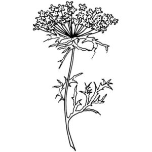 G 217 Queen Anne's Lace