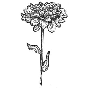 G 2305 Chrysanthemum & stem