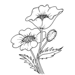 M 336 Rose Corner