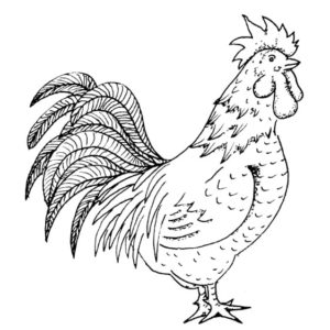 G 523 Rooster