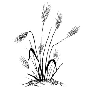 G 58 Sea Grass