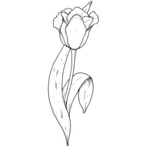 H 216 Tulip