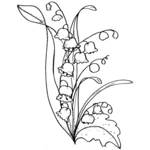 H 353 Lily of the Valley
