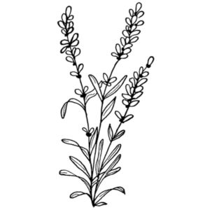 H 360 Lavender