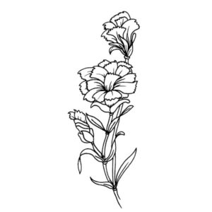 H 463 Carnation