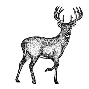 I 2388 White Tail Deer