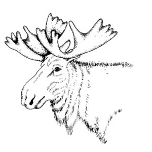 J 182 Moose Head