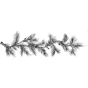 J 345 Pine border