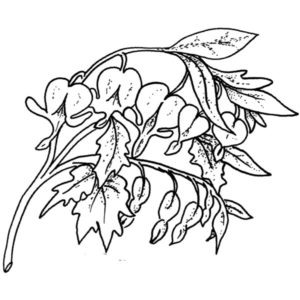 L 179 Bleeding Hearts
