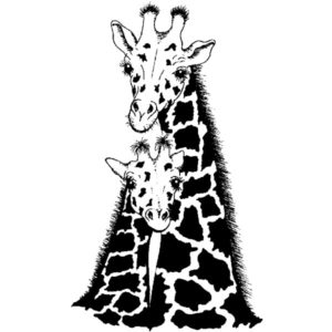 M 682 Giraffe