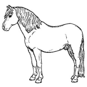 H 2151 Standing Horse