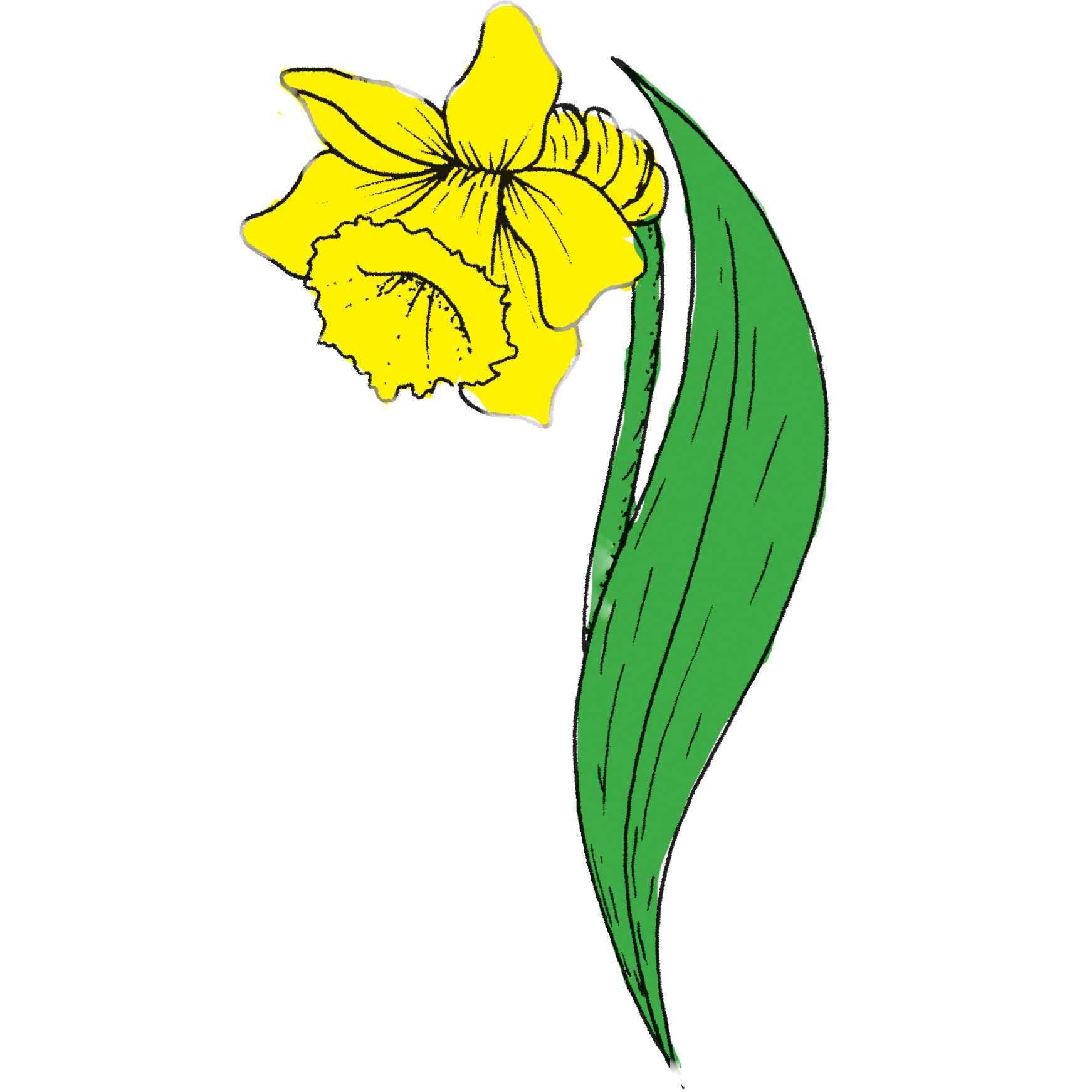 257 Daffodil | Purple Daisy Design | Purple Daisy Design