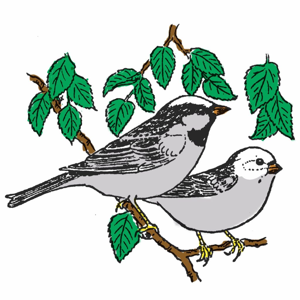 351AC Two Sparrows Purple Daisy Design Purple Daisy Design