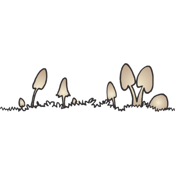 983DRS Mushroom Field